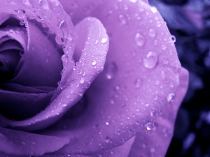 purple-rose-by-bpbp-on-flickr